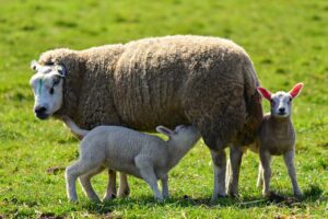 sheep, ewe, lamb-4148150.jpg