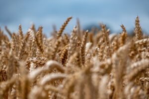 wheat, field, wheat field-7347847.jpg